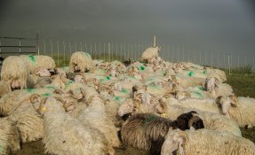 SEBASTIEN CARLIER 06348