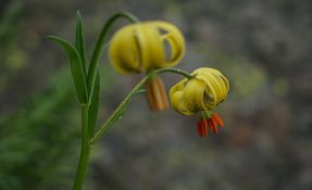 SEBASTIEN CARLIER 01878