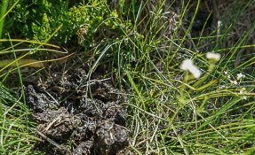 SEBASTIEN CARLIER 02038