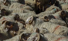 SEBASTIEN CARLIER 01998