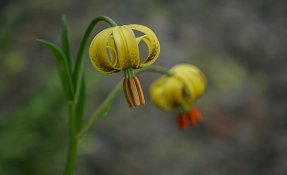 SEBASTIEN CARLIER 01875